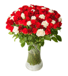 100 Red and White Roses in Vase