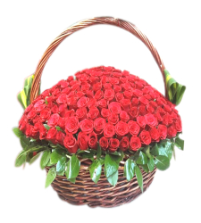 100 Fresh Red Roses in a Special Basket